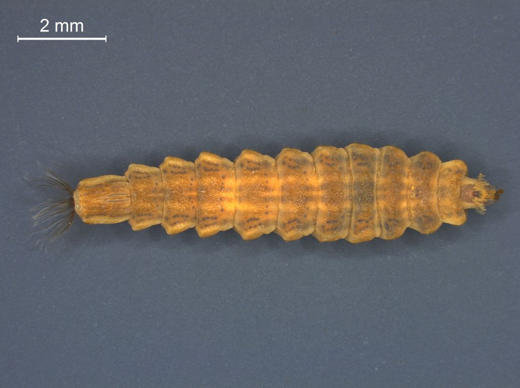 Oplodontha viridula